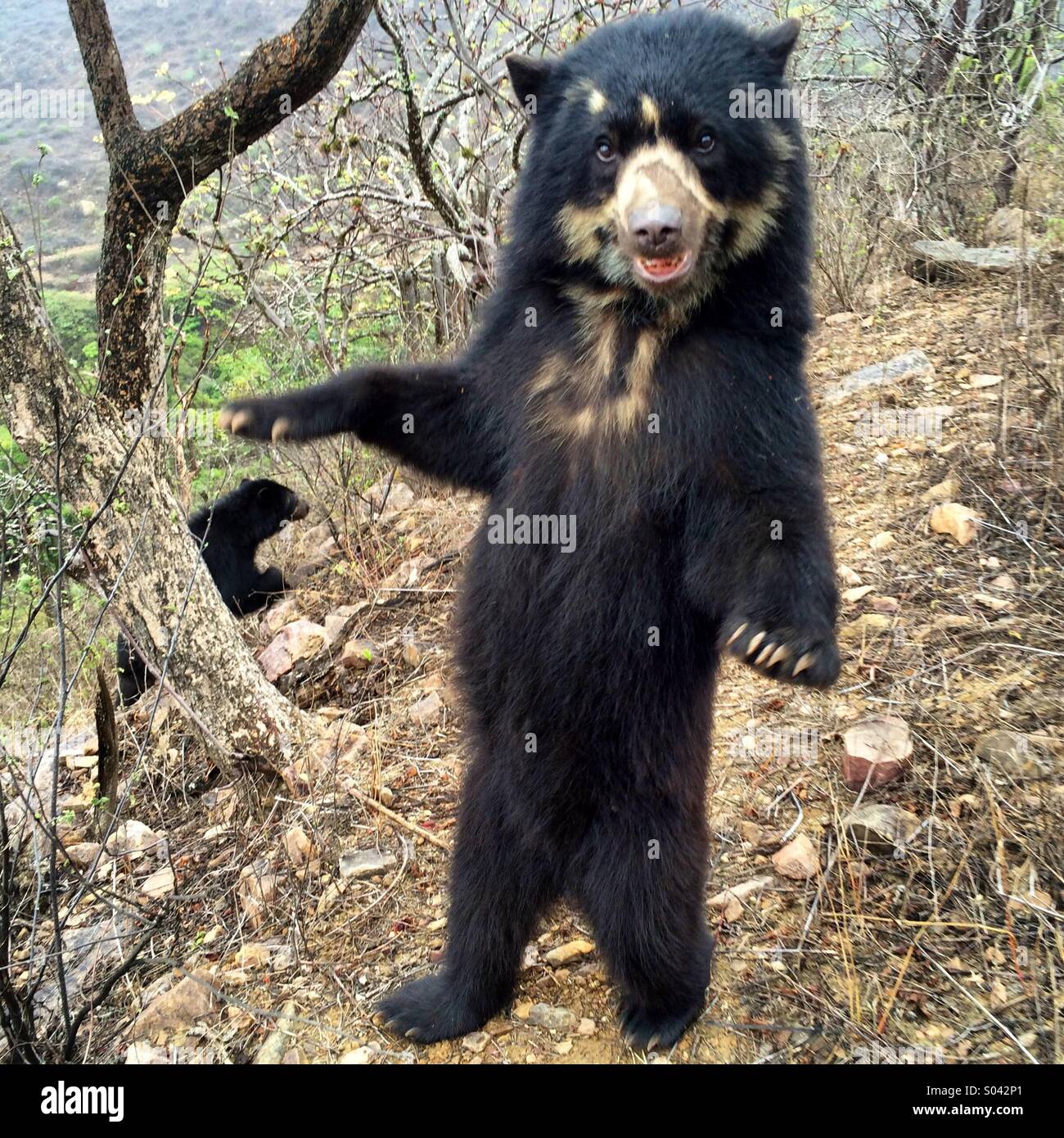 Ours à lunettes (Tremarctos ornatus) jeunes femmes debout, Chaparri, Pérou  Photo Stock - Alamy