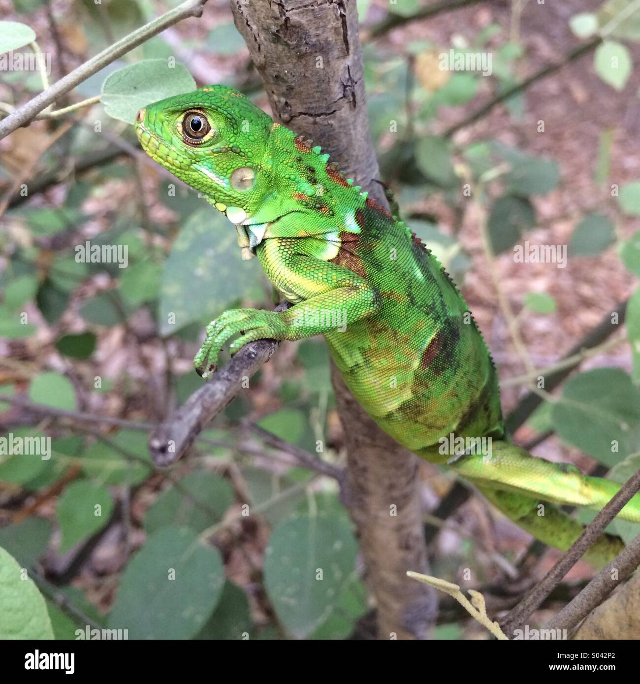 Iguane vert, randonnées en petit arbre, Réserve Chaparri, Pérou Banque D'Images