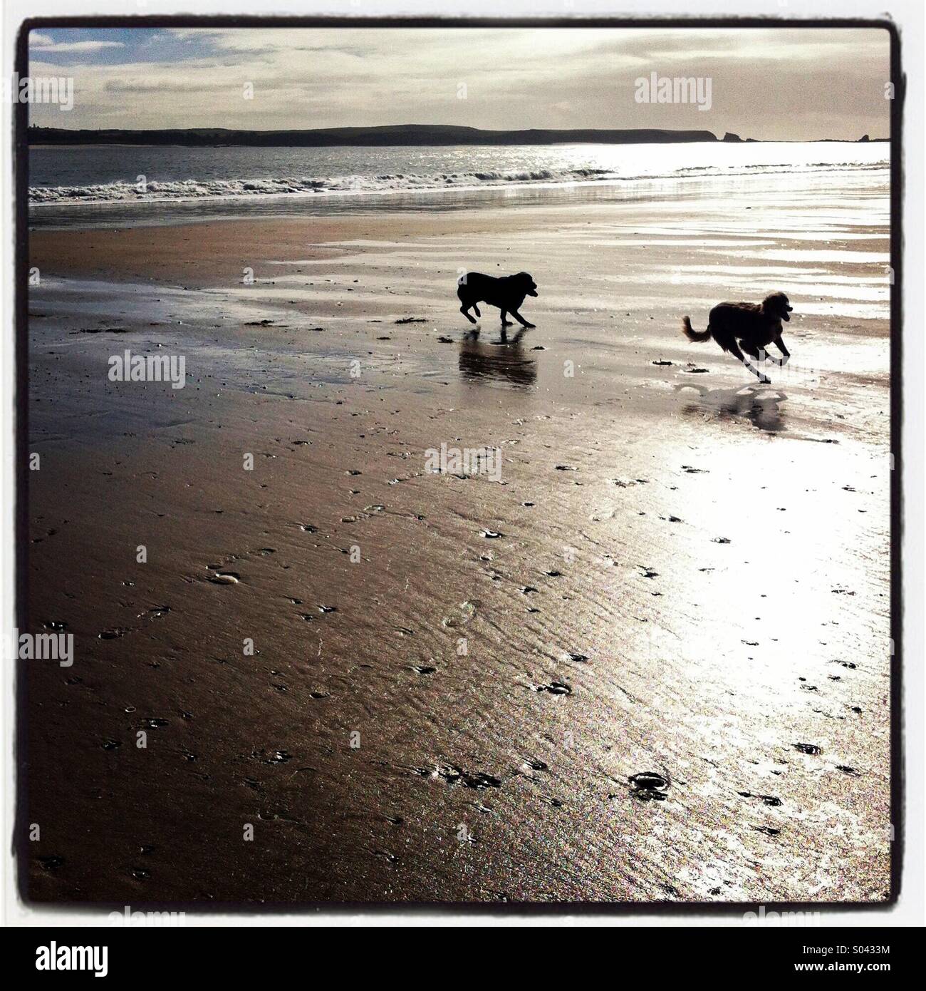 Deux chiens qui courent sur une plage humide brillant en silhouette - Image de stock capturée avec un smartphone