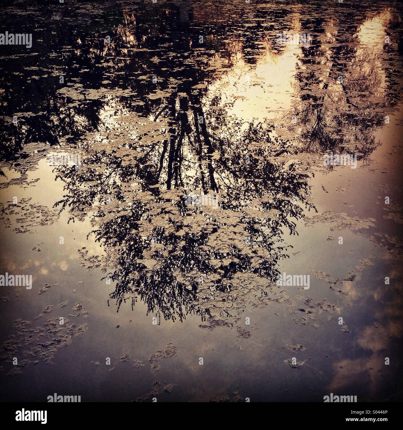 Traduit de l'arbre dans l'étang au coucher du soleil. Banque D'Images