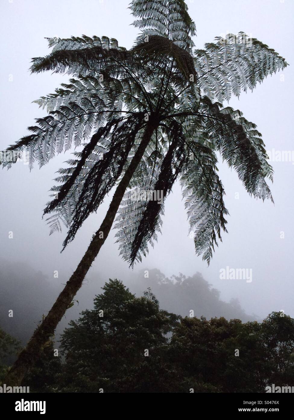 Fougère arborescente dans la brume, forêt de nuages, montagnes des Andes, Cosnipata Valley, parc national de Manu, Pérou Banque D'Images