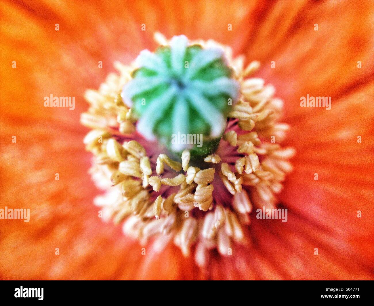 Coquelicot close up, orange Banque D'Images