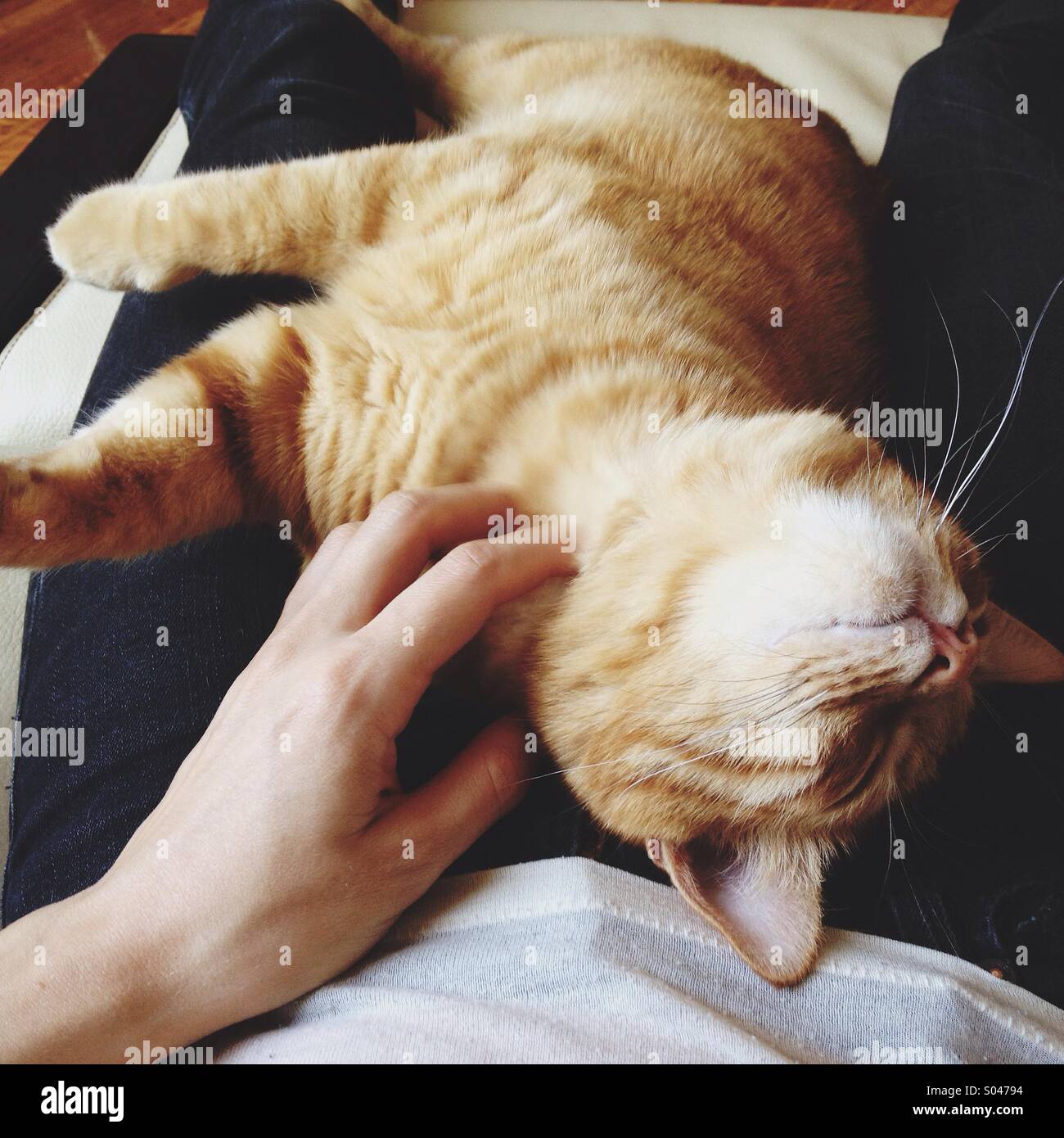 Happy cat sur les genoux d'une personne ayant son cou rayé. Banque D'Images