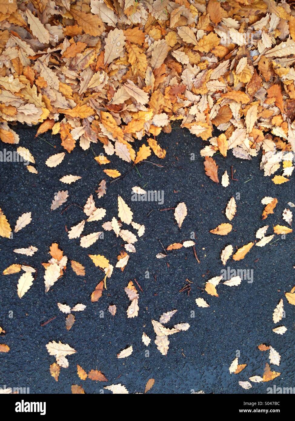 Les feuilles qui tombent sur le sol Banque D'Images