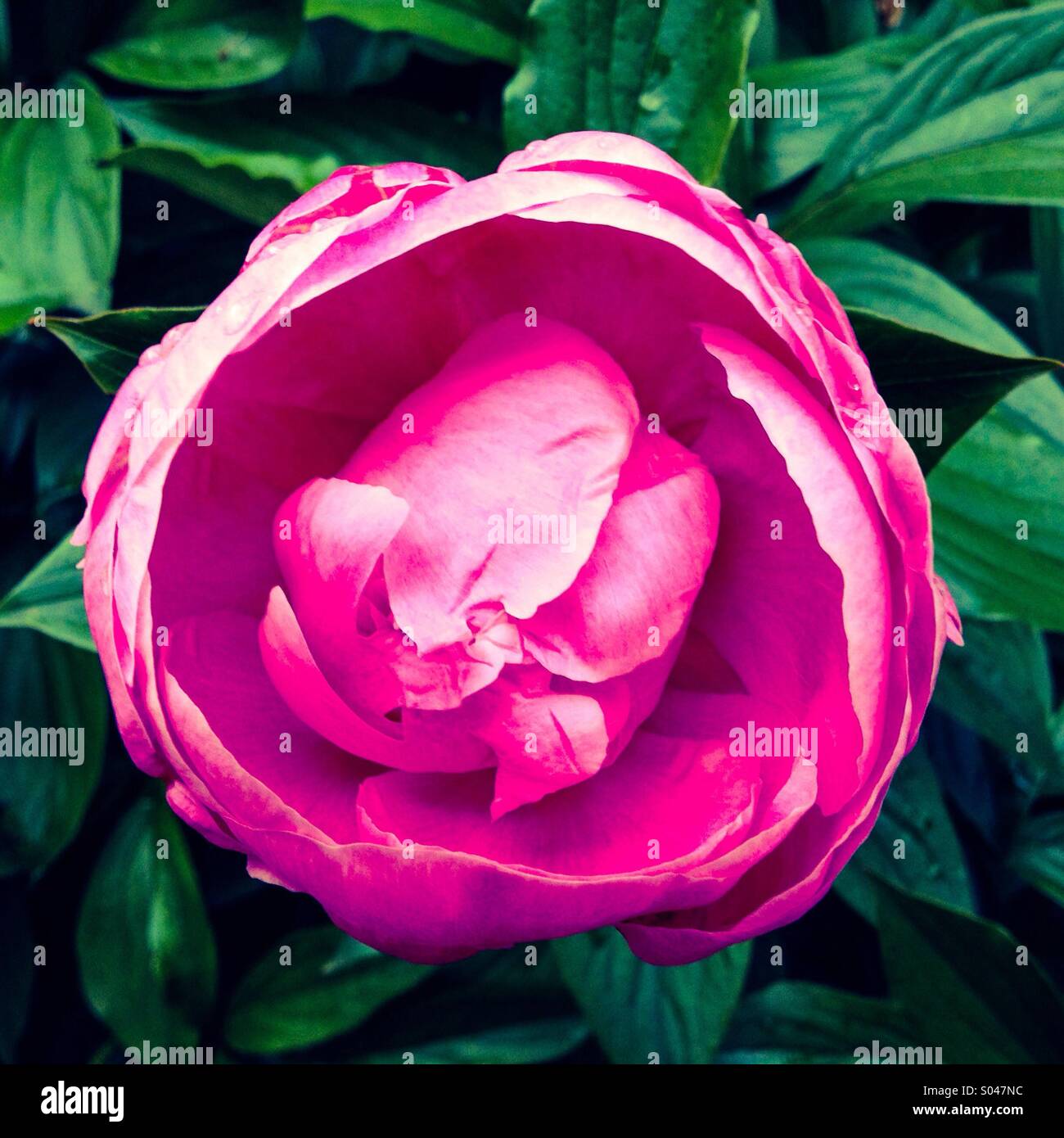 Fleur de pivoine. - Image de stock capturée avec un smartphone