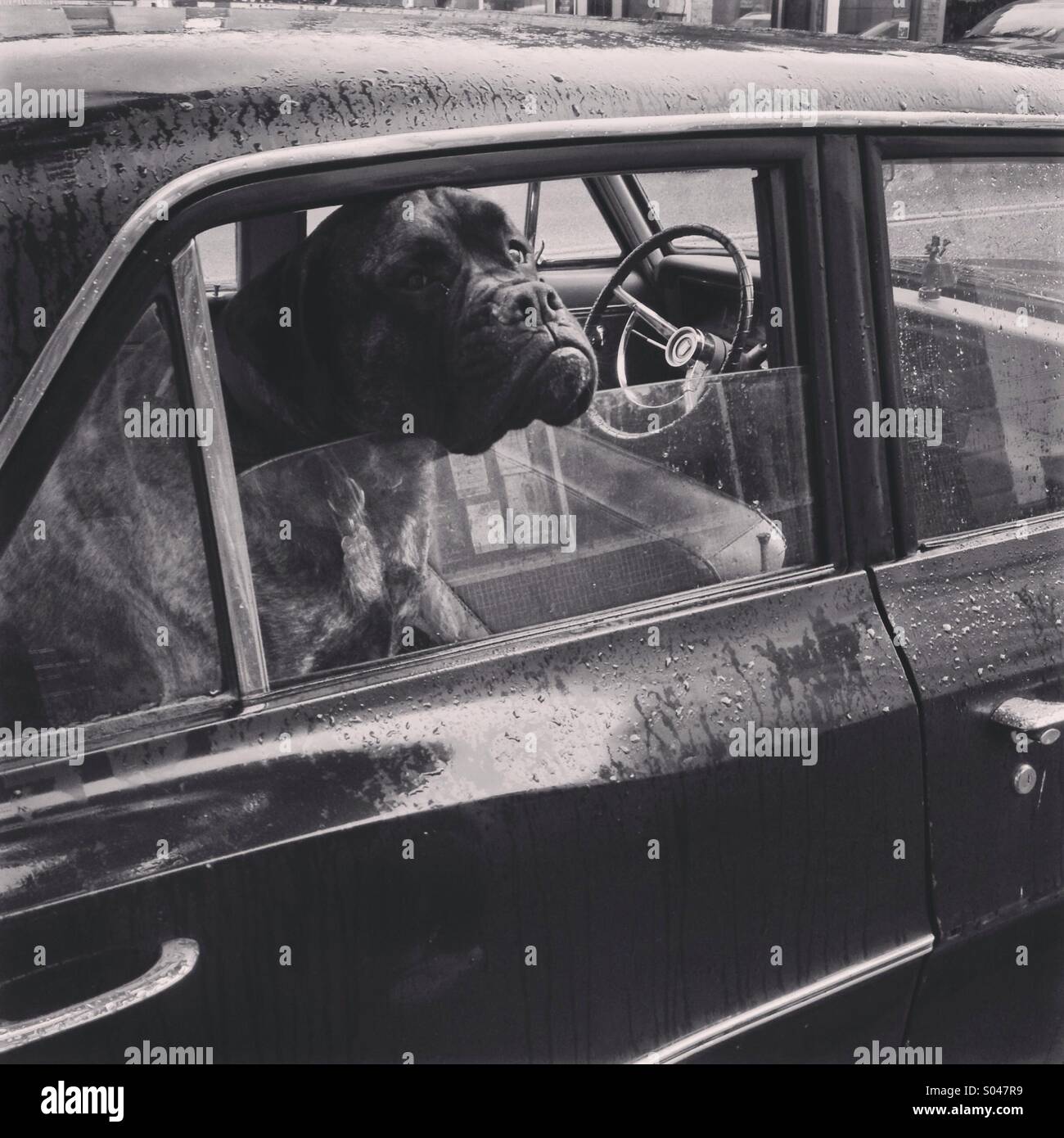 Noir et blanc photo de chien avec la tête qui dépasse de la fenêtre de voiture garée sous la pluie Banque D'Images
