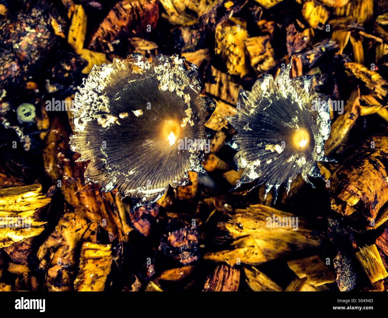 Vue de dessus de champignons poussant en copeaux d'écorce Banque D'Images