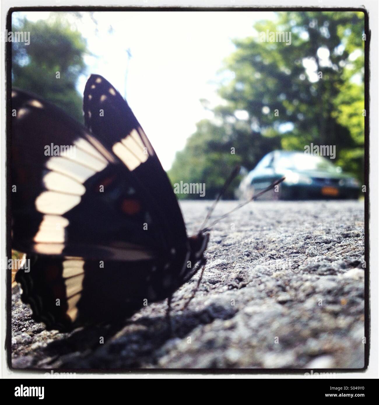 Papillon noir et blanc dans la rue avec la voiture en arrière-plan Banque D'Images