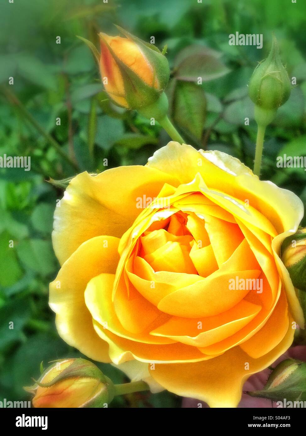 Rose jaune en fleur avec bourgeons sur rose bush Banque D'Images