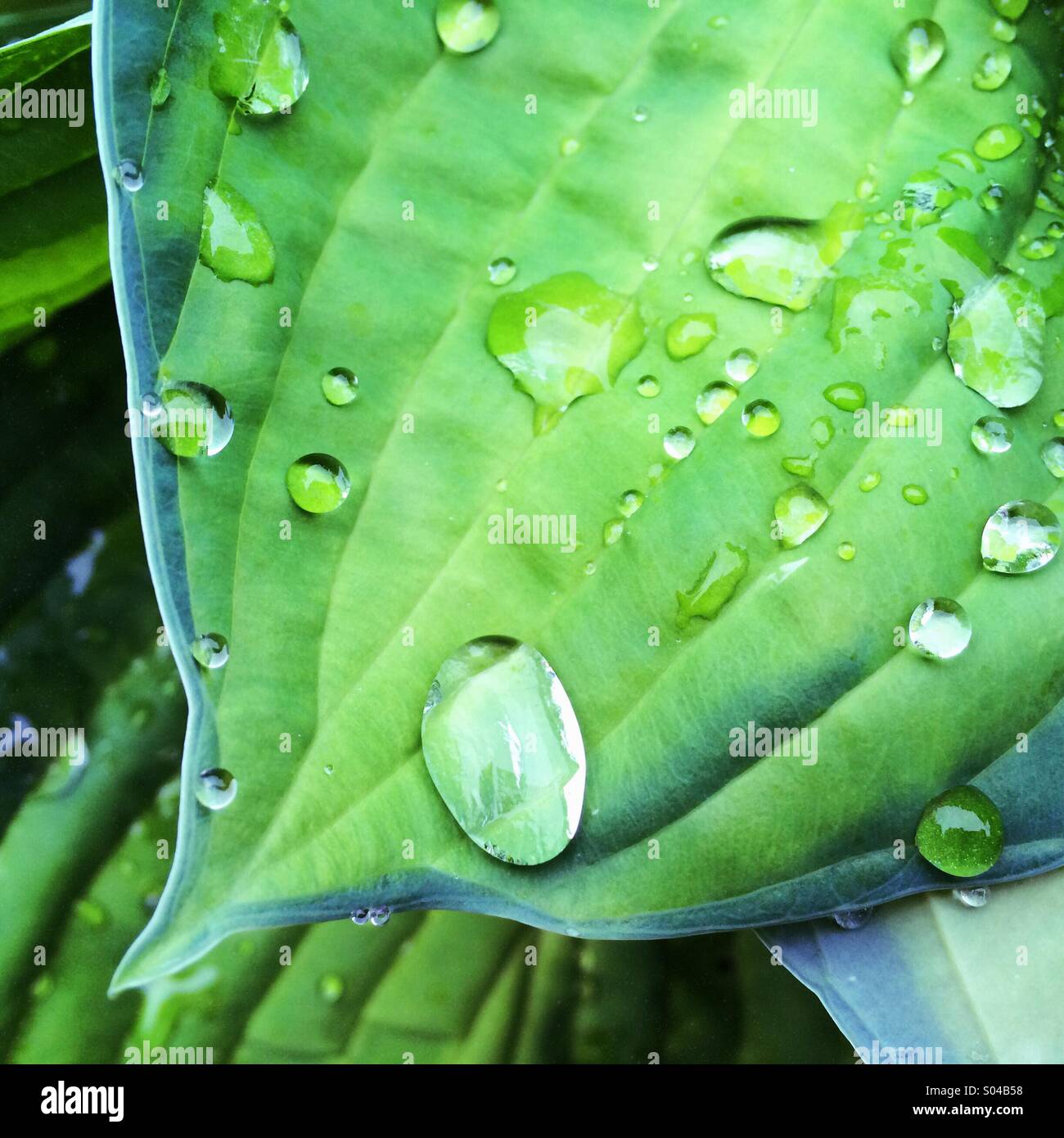 Gouttes de pluie sur feuille d'hosta Banque D'Images