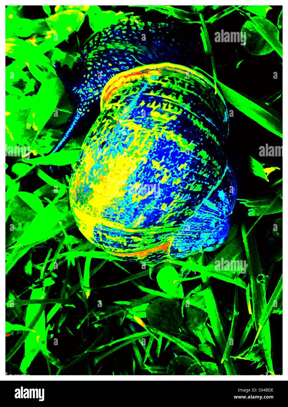 Close up of snail shell à motifs - Image de stock capturée avec un smartphone