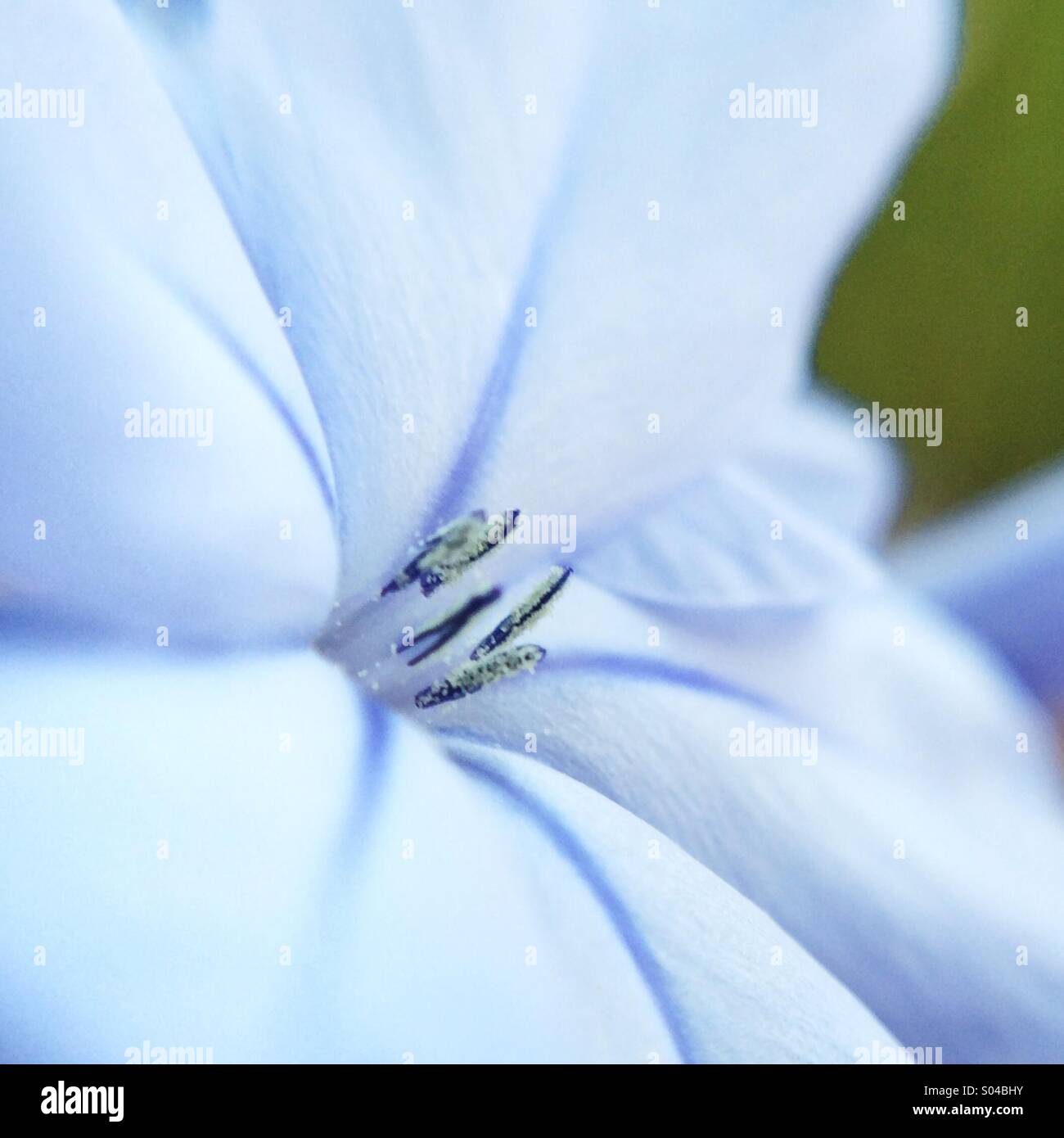 Macro d'une fleur bleue Banque D'Images