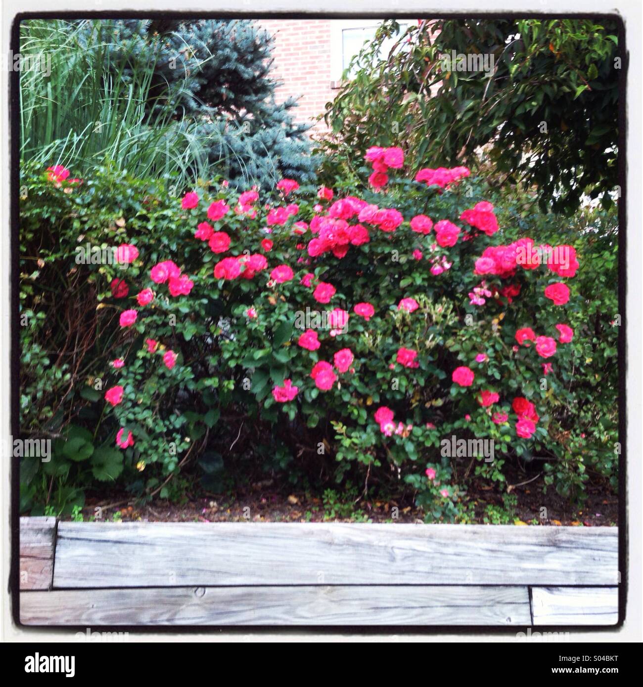 Un buisson avec des fleurs rouges et roses sur une clôture en bois. - Image de stock capturée avec un smartphone