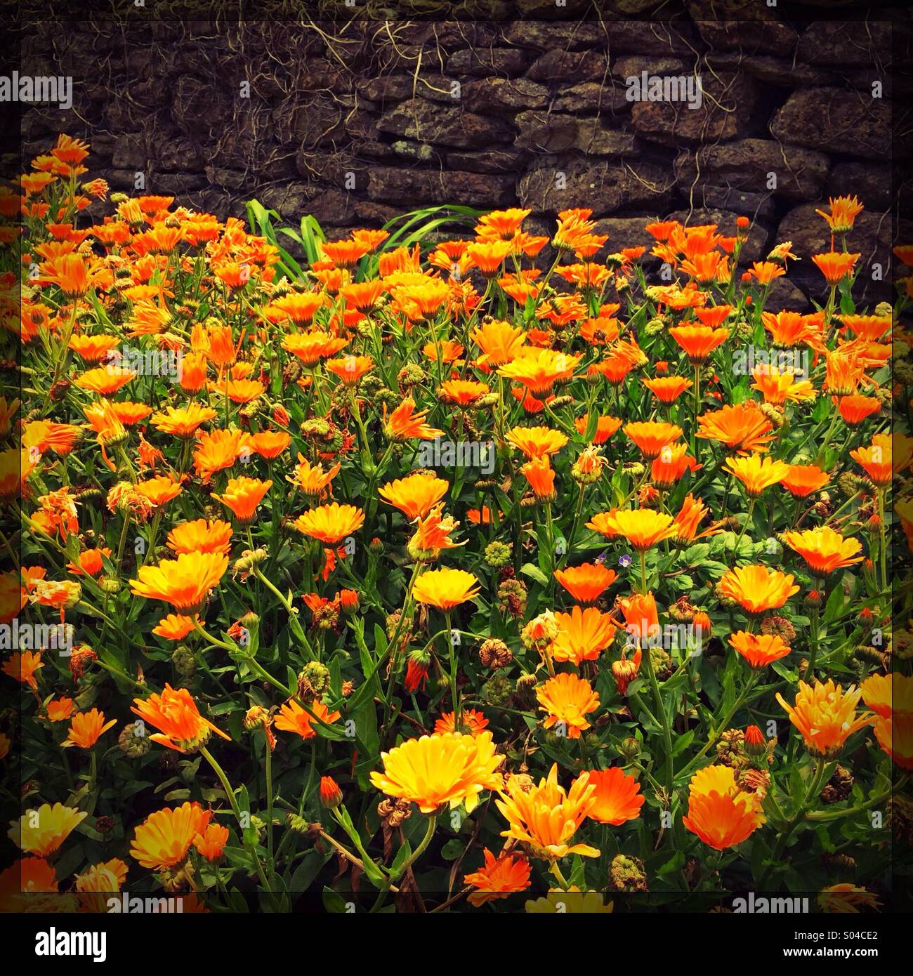 Des fleurs orange contre un mur, UK Banque D'Images