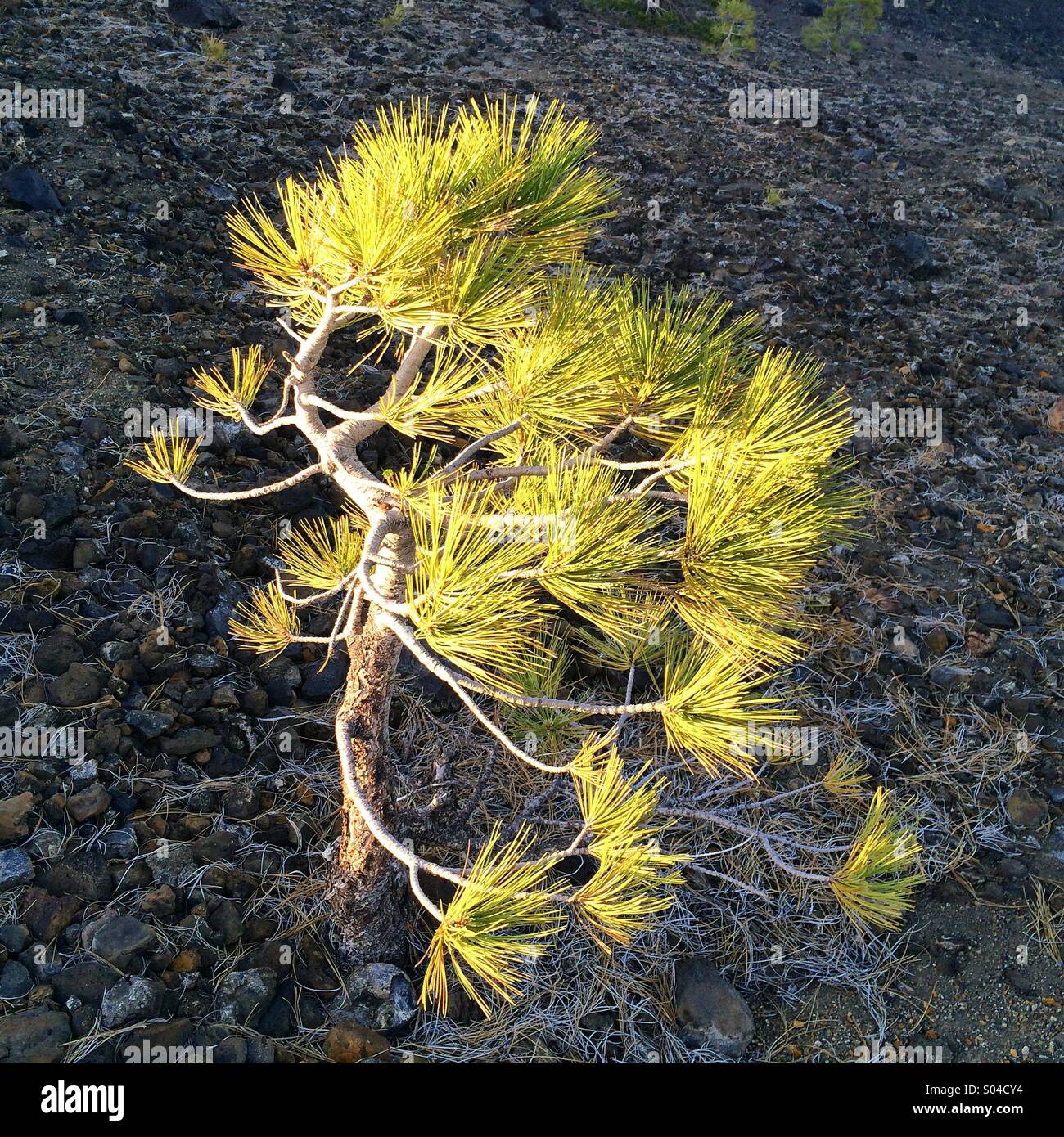 Le pin ponderosa, plantule, cône de cendres volcaniques Lassen, National Park, Californie Banque D'Images