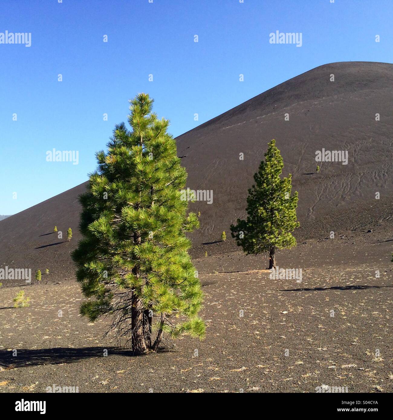 Cône de cendres et de pins Ponderosa, Lassen Volcanic National Park, Californie Banque D'Images