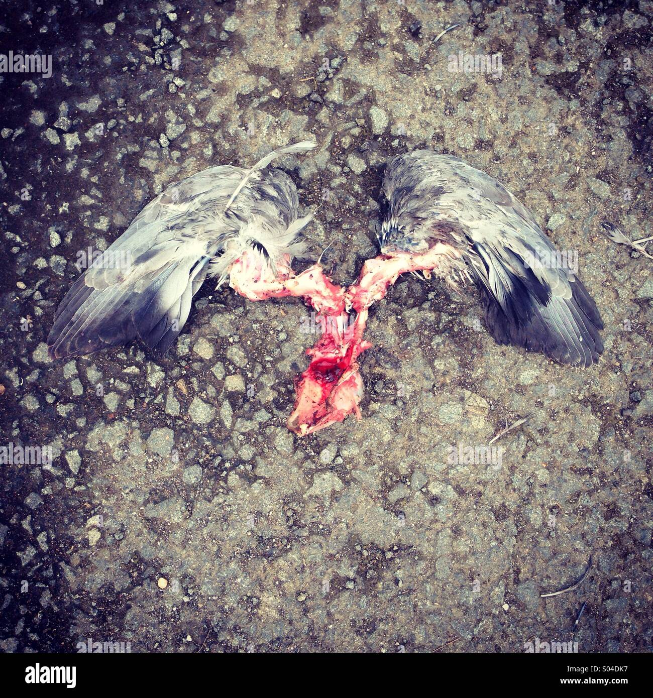 Ange de la mort. Restes d'un oiseau mort trouvé sur la route un matin. Banque D'Images