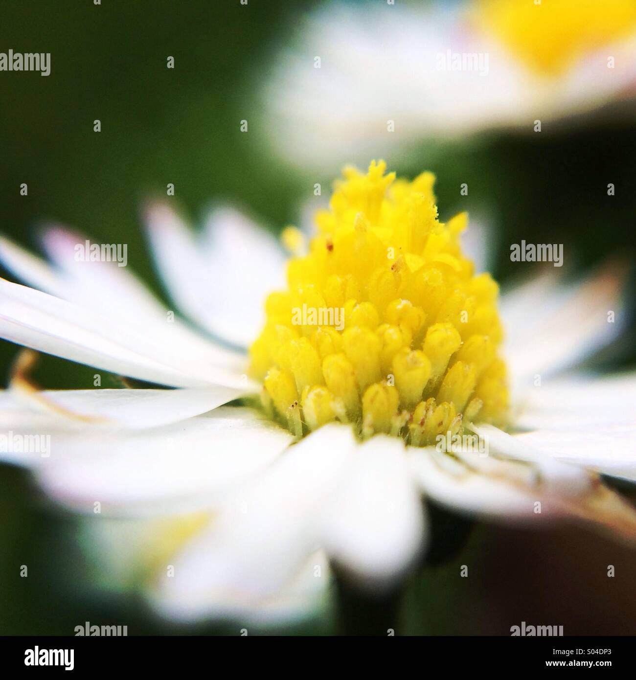 Fleur d'été Banque D'Images