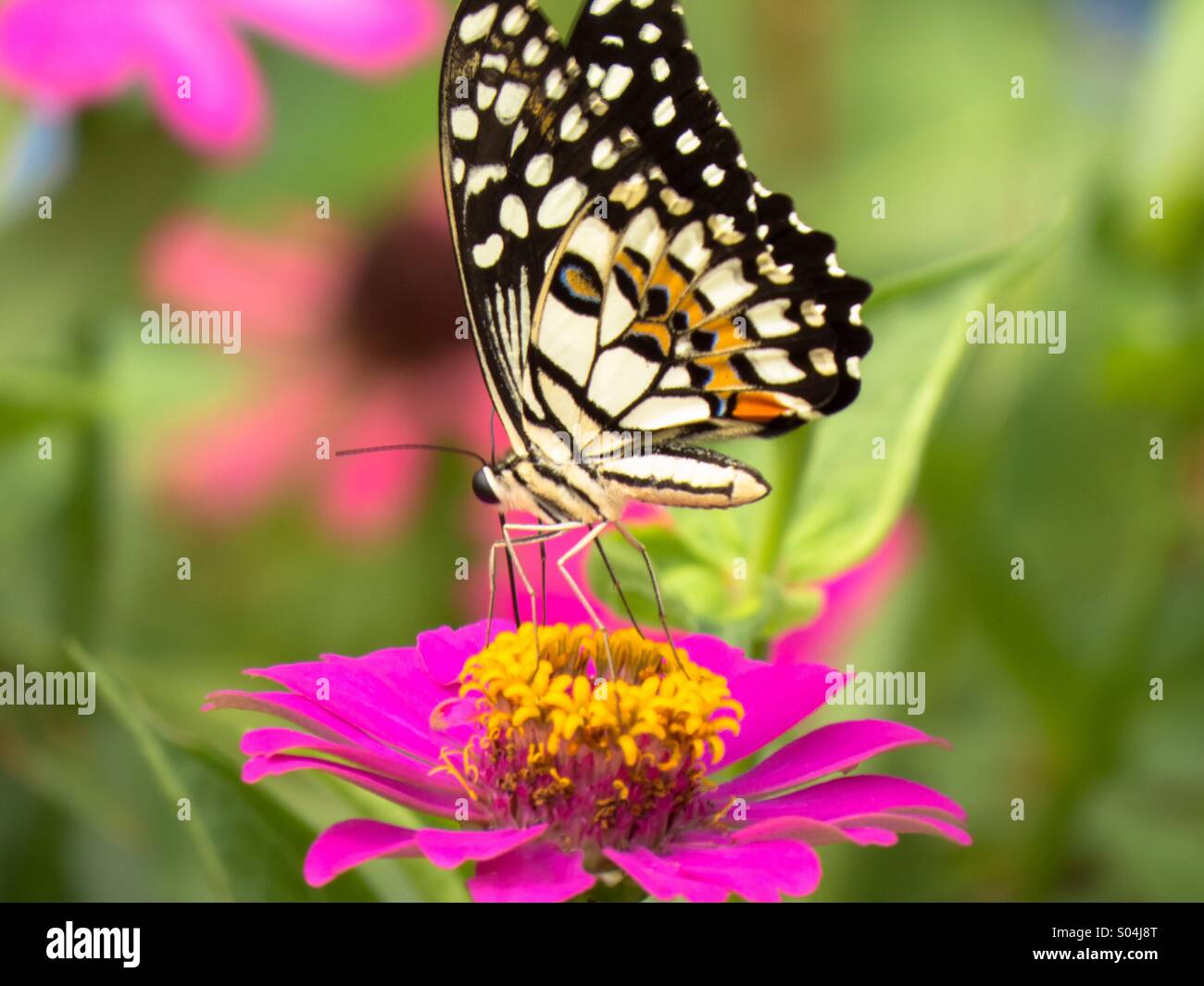 Papillon Rose Lime sur Cosmos fleur. Banque D'Images