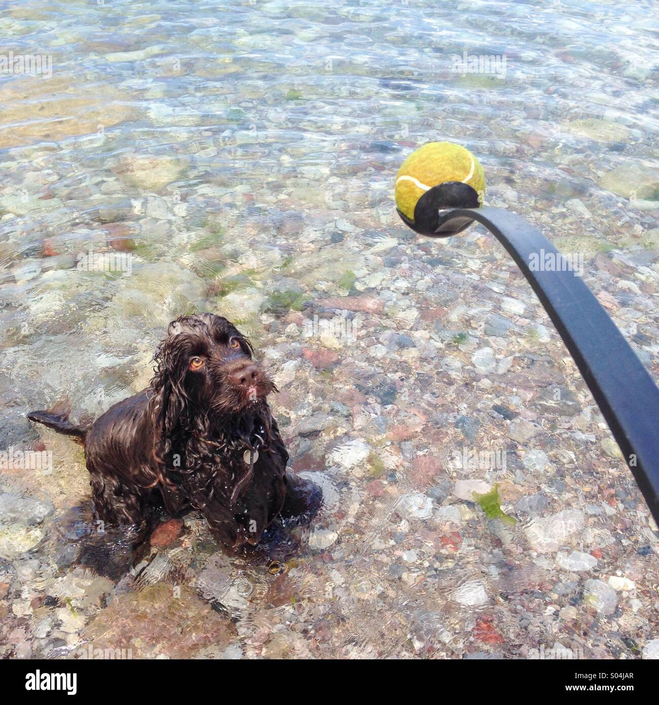 Ready Steady Go - Cocker Anglais Chocolat jeu jouer au ballon sur la plage Banque D'Images