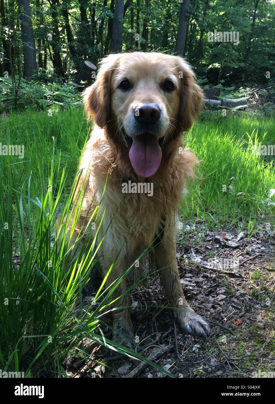 Golden Retriever heureux bénéficiant d'une promenade en bois Norfolk sur une journée ensoleillée. Banque D'Images