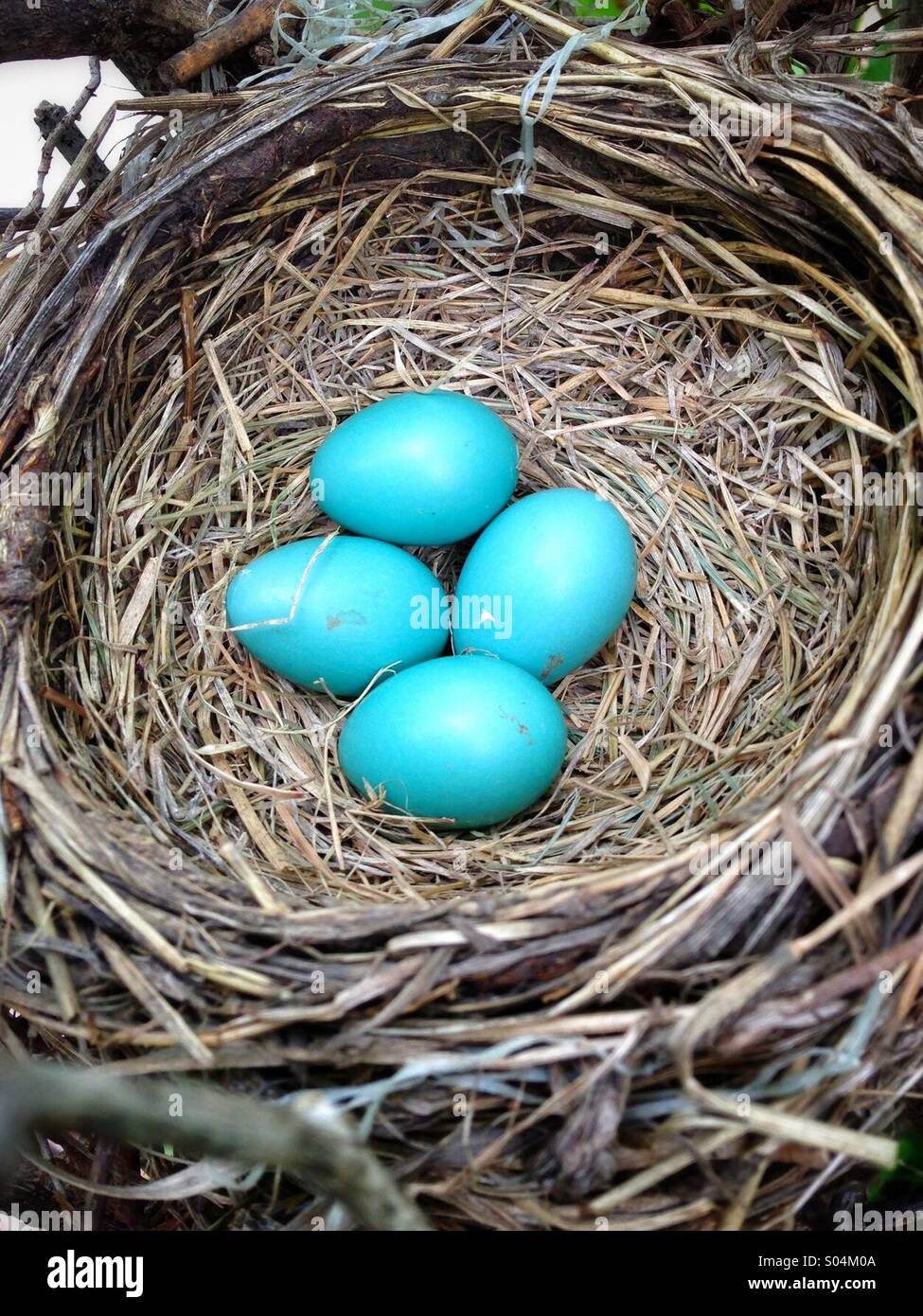 Un nid d'oiseaux avec 4 œufs bleu Robin - Image de stock capturée avec un smartphone