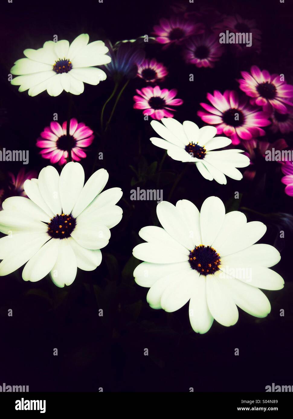 Rose blanche fleurs Daisy Banque D'Images