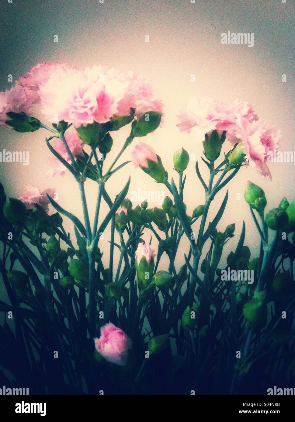 Les bourgeons et fleurs dianthus rose Banque D'Images