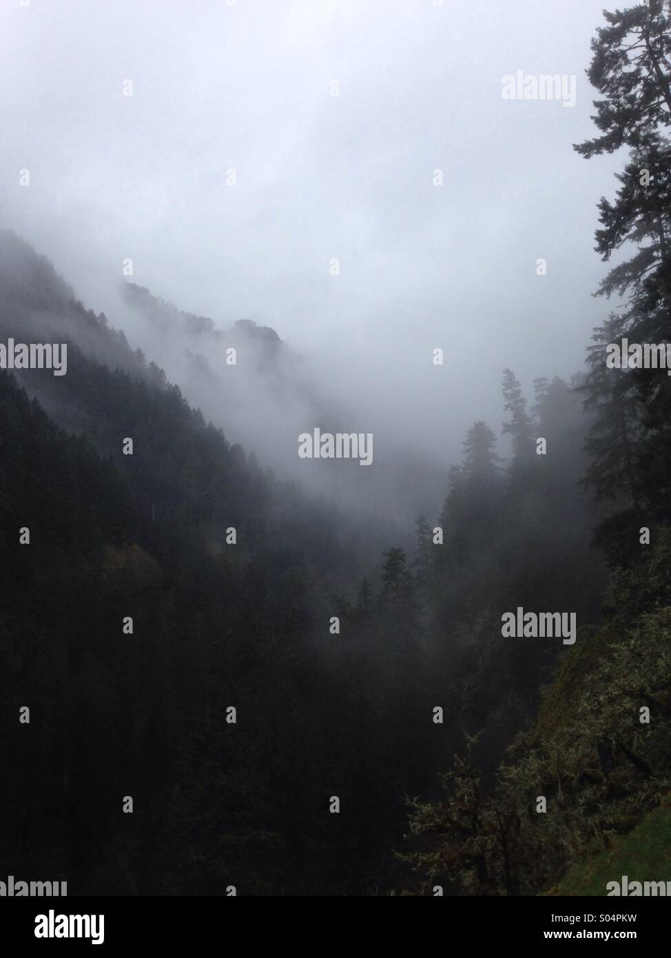 La brume et le brouillard rouler à travers les arbres le long du sentier du ruisseau Eagle dans la Columbia Gorge. Banque D'Images