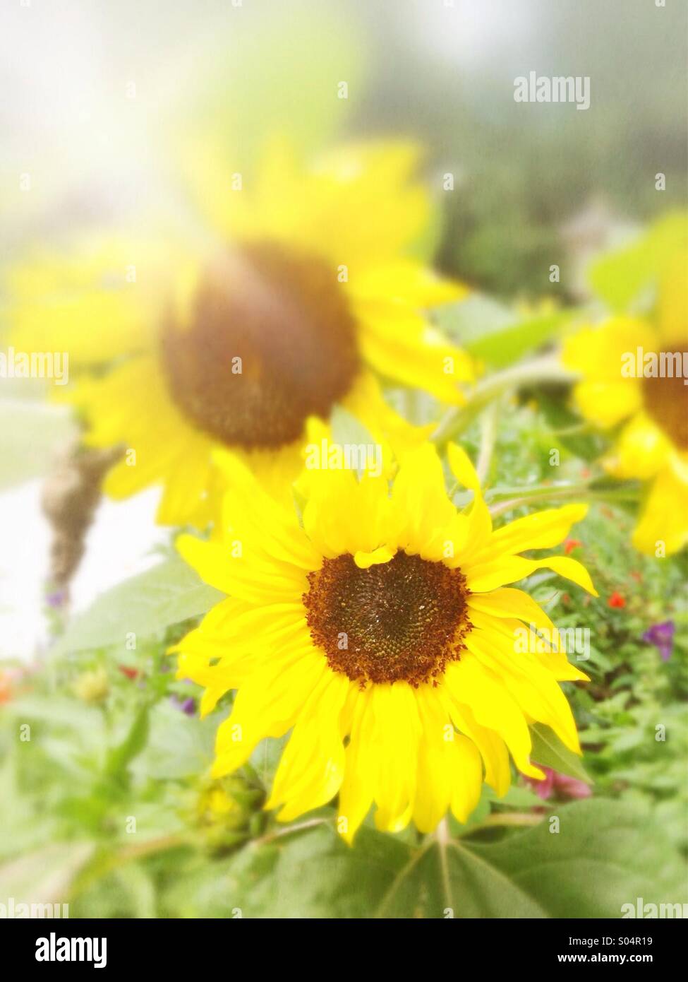 Tournesols Banque D'Images