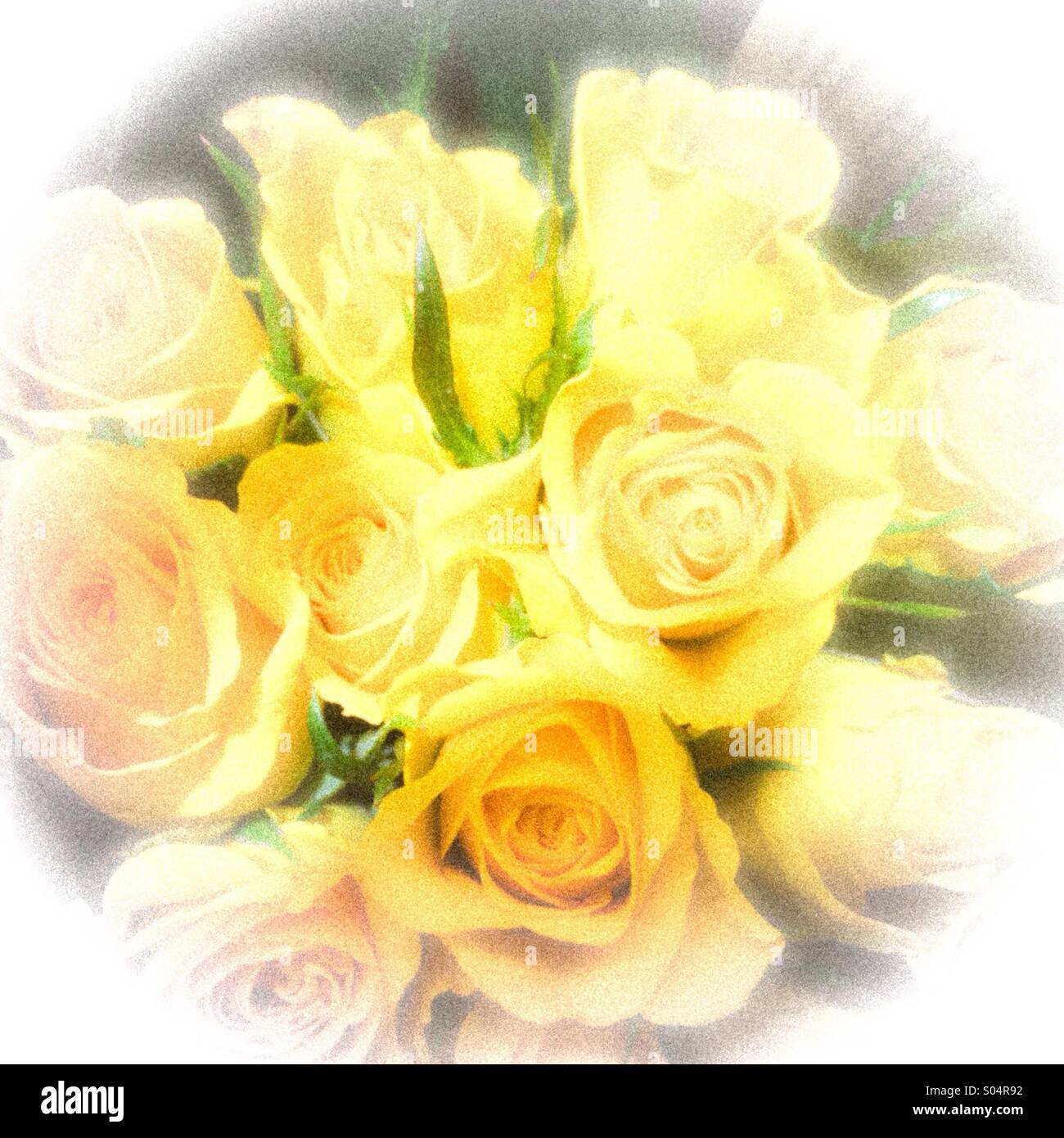 Fond jaune pâle roses Banque D'Images