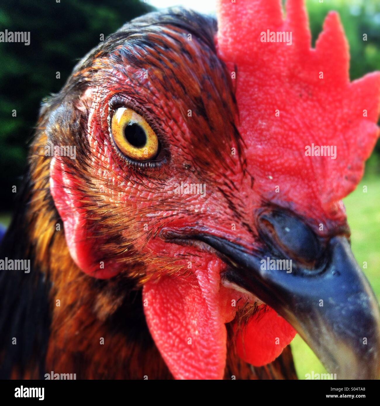 Portrait de femme poulet hen Banque D'Images