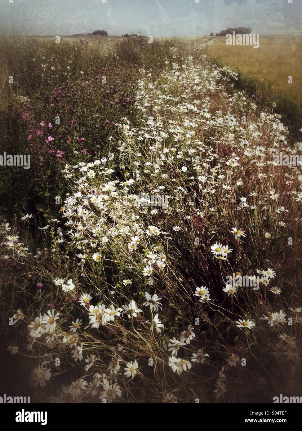 Ox eye daisies poussent à l'état sauvage dans un champ Marge, UK Banque D'Images