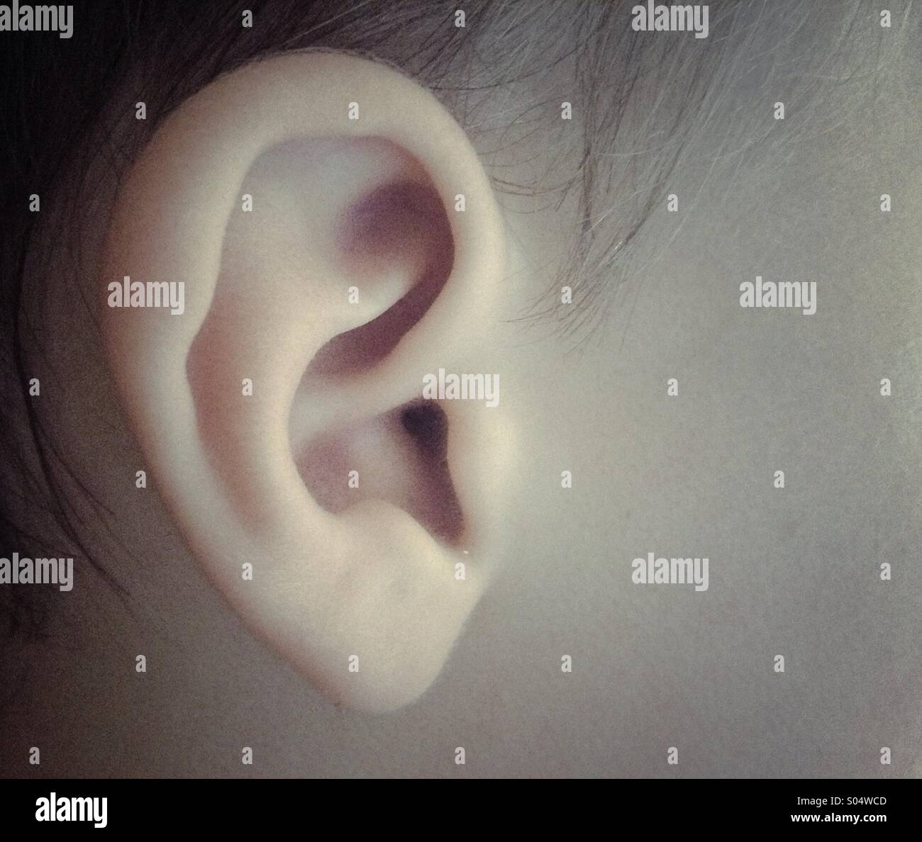 Oreille De Bebe Photo Stock Alamy Oreille De Bebe Photo Stock Alamy