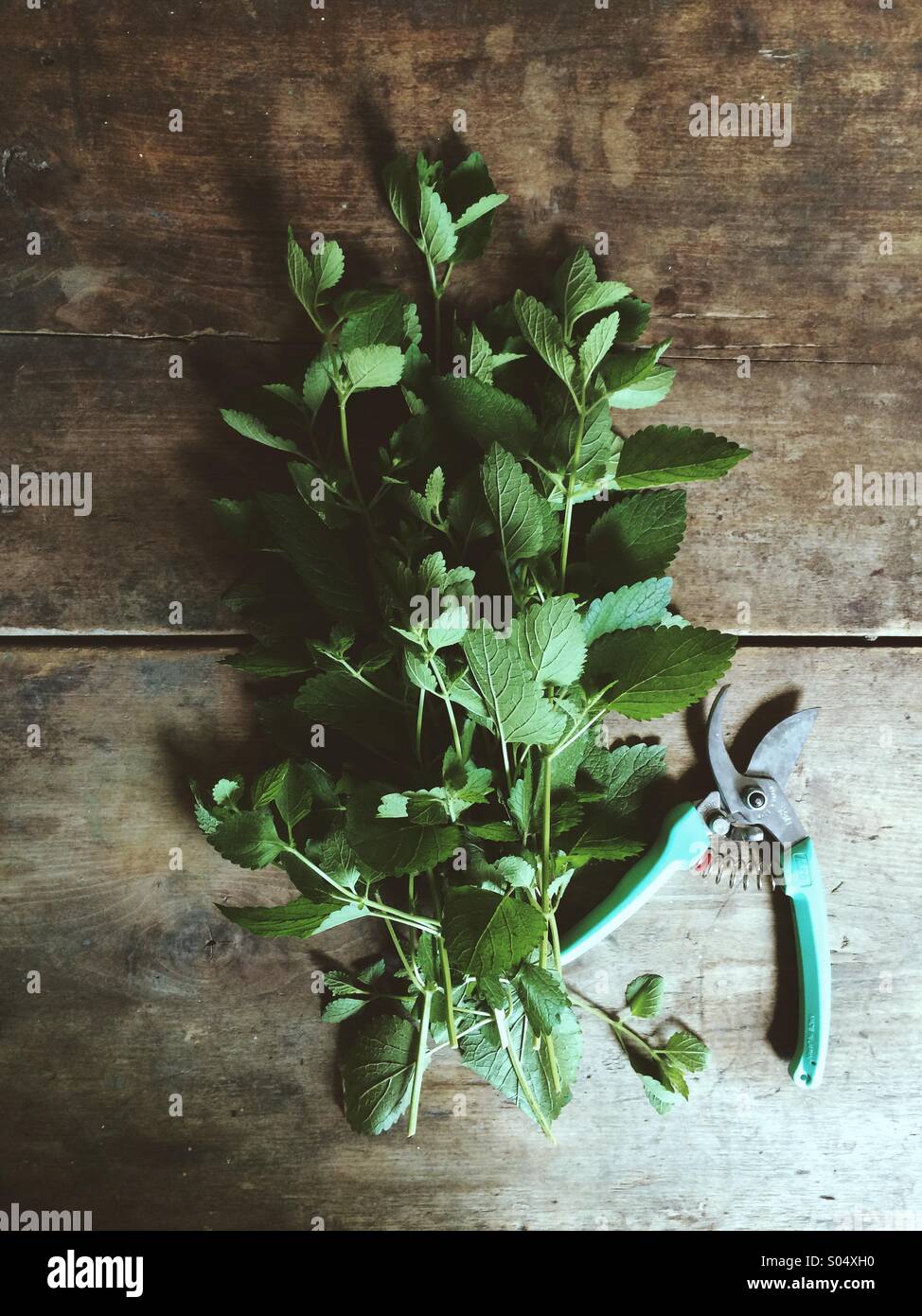 Le baume de citron fraîchement coupé. Banque D'Images