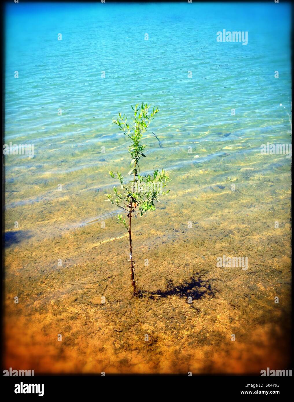 Les arbre qui pousse dans l