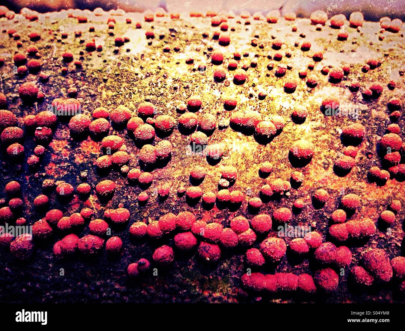 Champignon poussant sur le tronc de l'arbre Banque D'Images