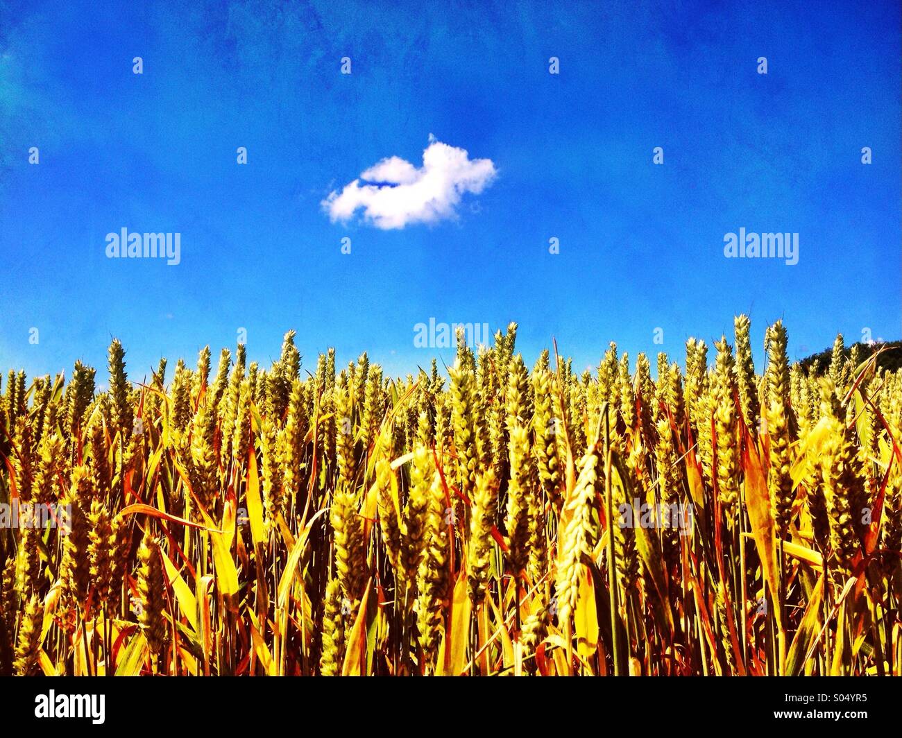 Champ de blé et seul nuage contre le ciel bleu - Image de stock capturée avec un smartphone