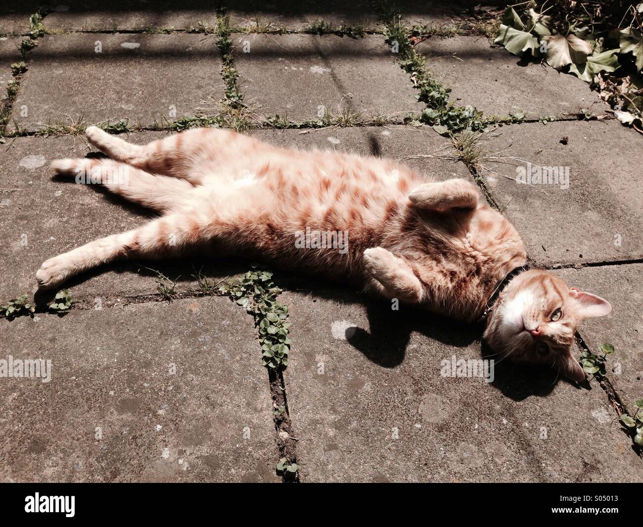 Le gingembre cat détente sur son dos au soleil Banque D'Images