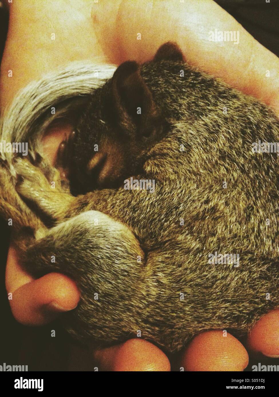 Sleeping baby écureuil dans la paume de la main Banque D'Images