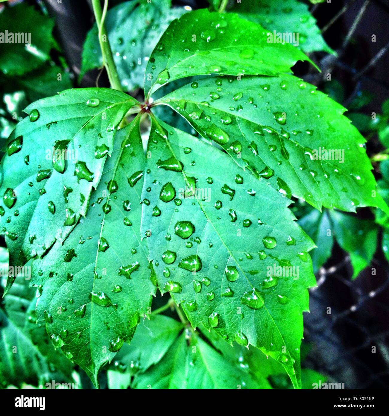 Feuilles vertes - Image de stock capturée avec un smartphone
