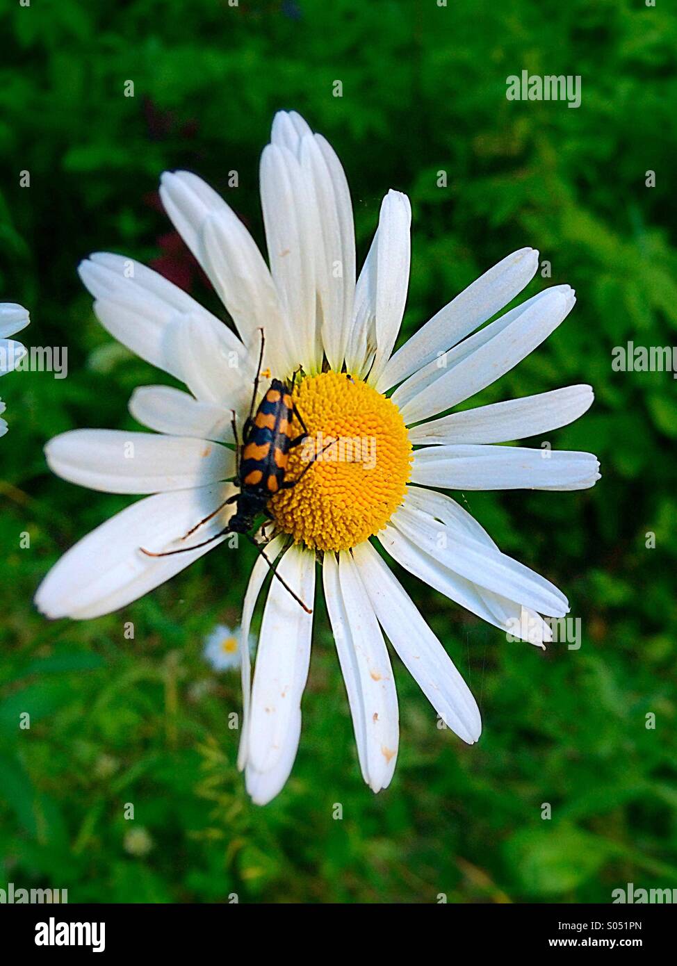 Bug de Daisy Banque D'Images