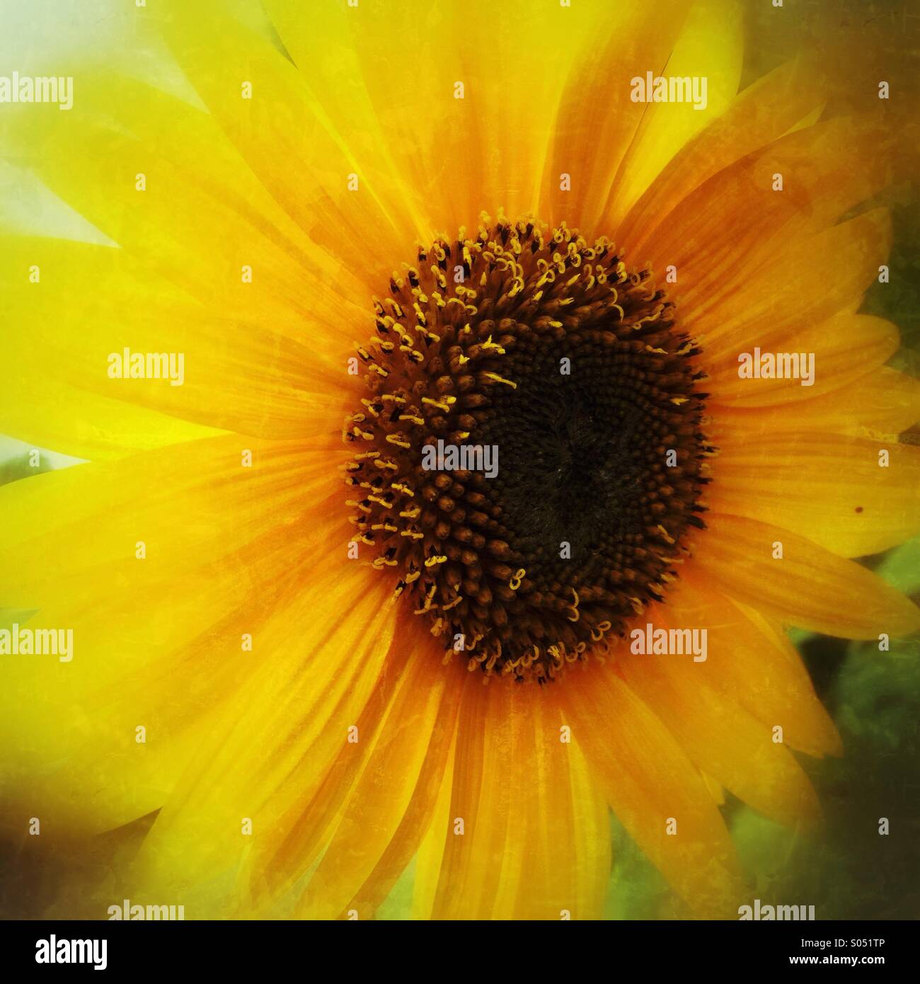 Tournesol Banque D'Images