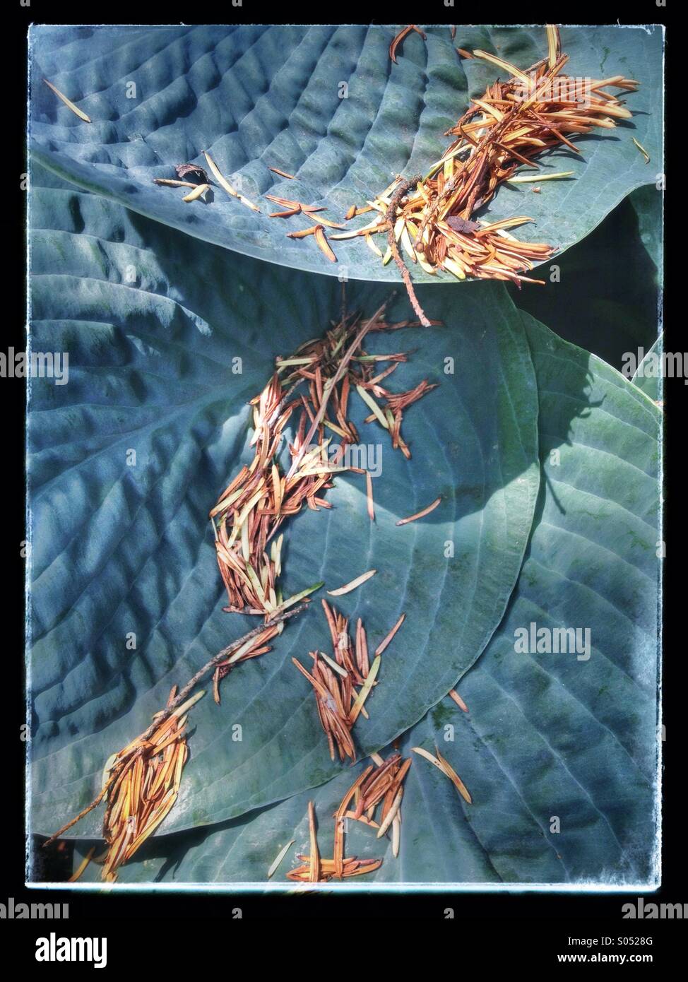 Grandes feuilles d'Hosta recouvert d'aiguilles de conifères Banque D'Images