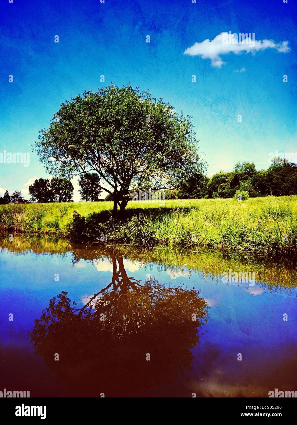 Reflet d'un arbre en canal avec seul nuage blanc dans le ciel bleu - Image de stock capturée avec un smartphone