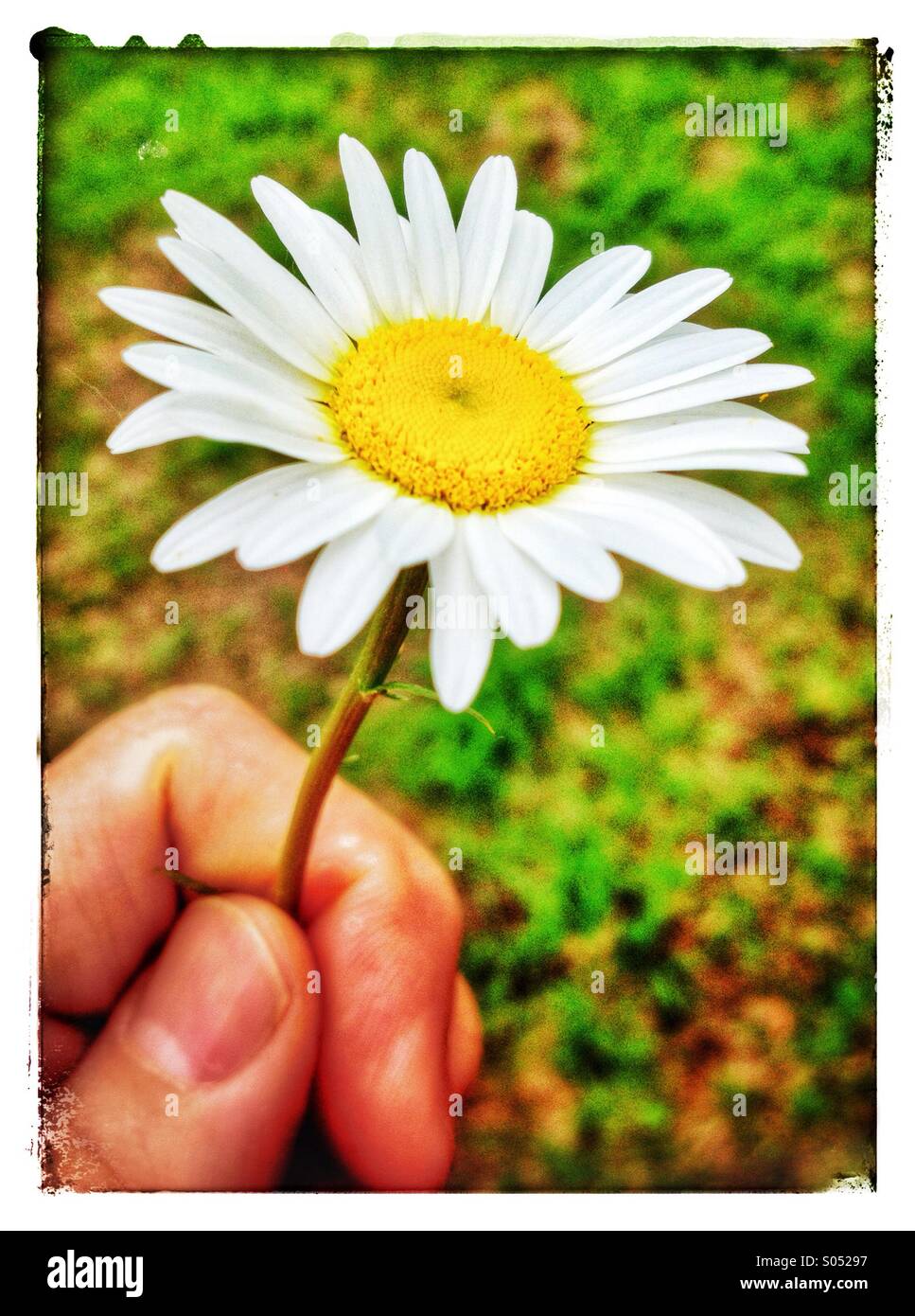 Man's hand holding white daisy avec centre jaune Banque D'Images