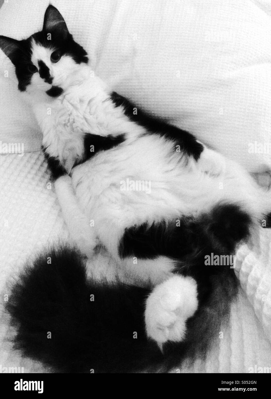 Chat Noir Et Blanc Couche Sur Le Dos Vu De Dessus Photo Stock Alamy