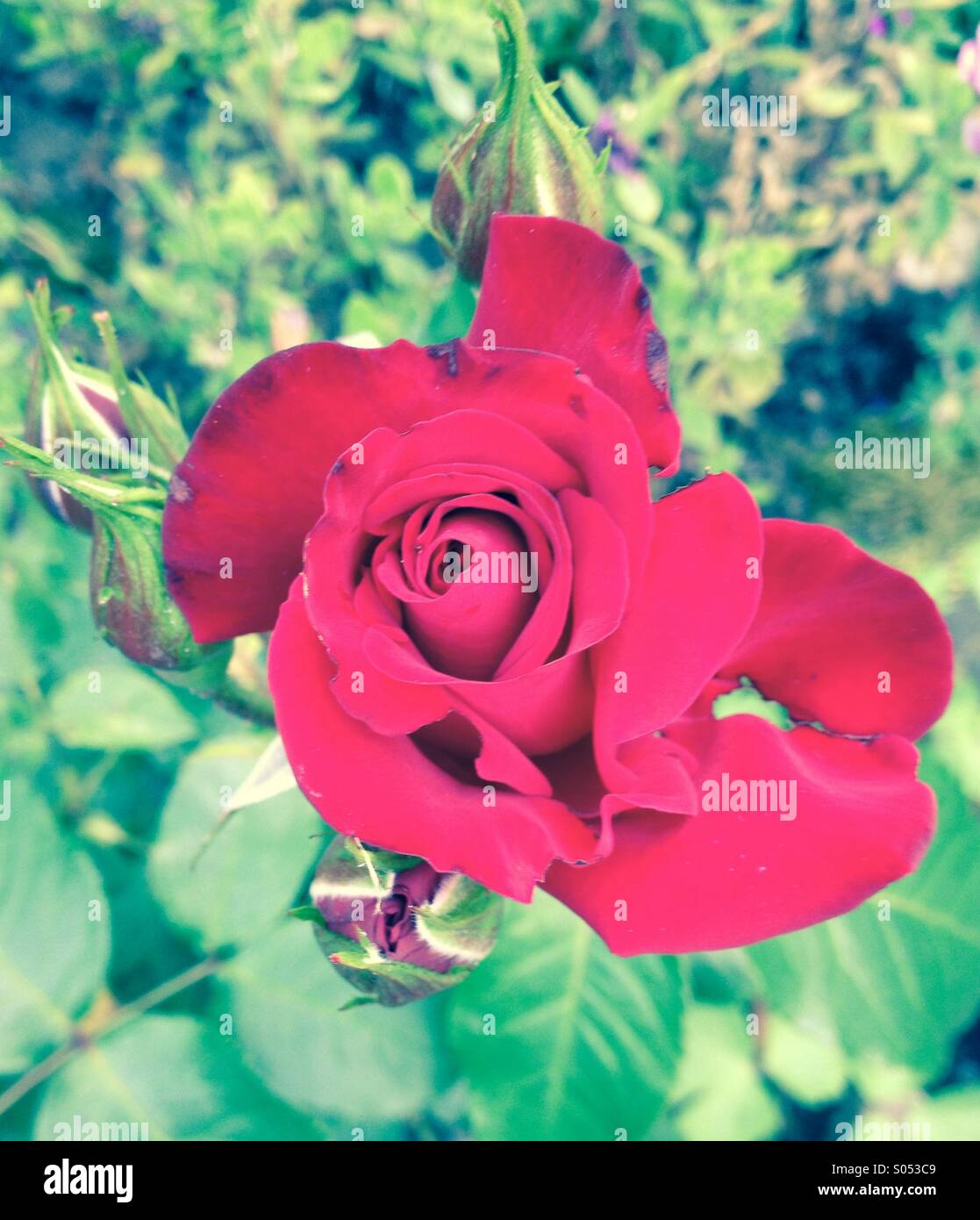 Close-up of red rose - Image de stock capturée avec un smartphone