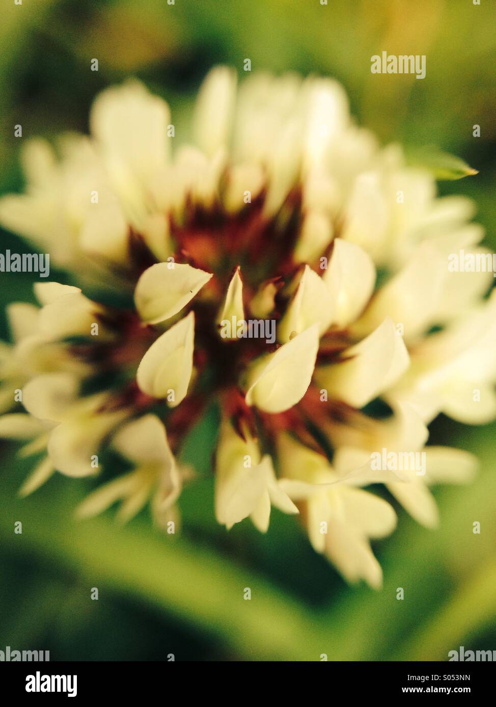 Gros plan d'une fleur de trèfle - Image de stock capturée avec un smartphone