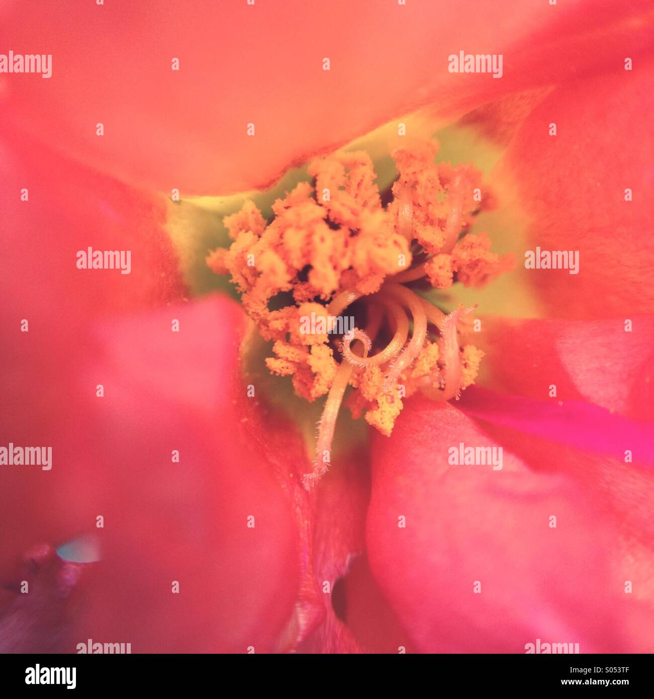 Close-up of a rock rose - Image de stock capturée avec un smartphone